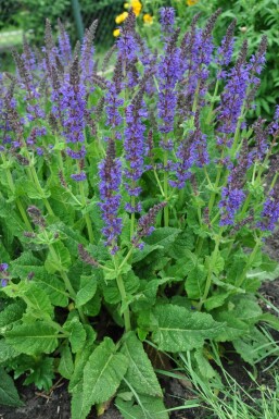 Salie Salvia nemorosa 'Mainacht' 5-10 Pot P9 Salvia nemorosa 'Mainacht'