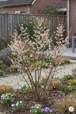 Geen afbeelding beschikbaar