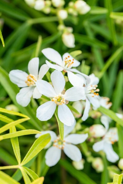 Choisya Choisya ternata 'Aztec Pearl' struik 20-30 C3 Choisya ternata 'Aztec Pearl' struik 20-30 cm