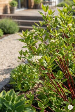 Geen afbeelding beschikbaar