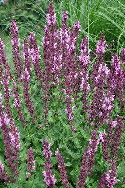 Salie Salvia nemorosa 'Rose Queen' 5-10 Pot P9 Salvia nemorosa 'Rose Queen'