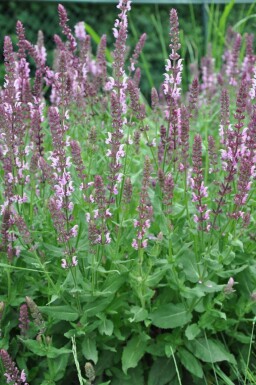 Salvia nemorosa 'Rose Queen'