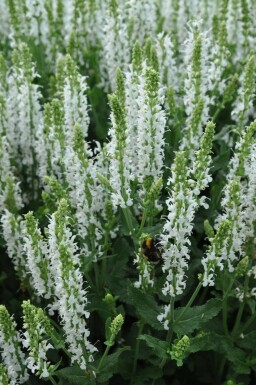 Salie Salvia nemorosa 'Schneehugel' 5-10 Pot P9 Salvia nemorosa 'Schneehugel'