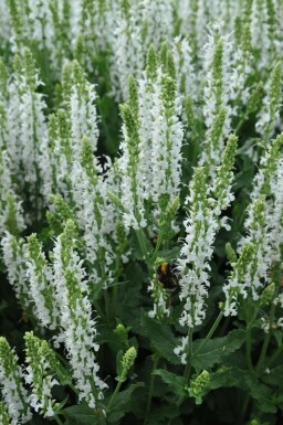 Salie Salvia nemorosa 'Schneehugel' 5-10 Pot P9