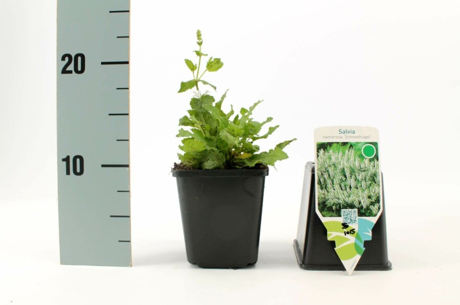 Salie Salvia nemorosa 'Schneehugel' 5-10 Pot P9