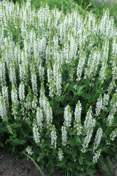 Salie Salvia nemorosa 'Schneehugel' 5-10 Pot P9