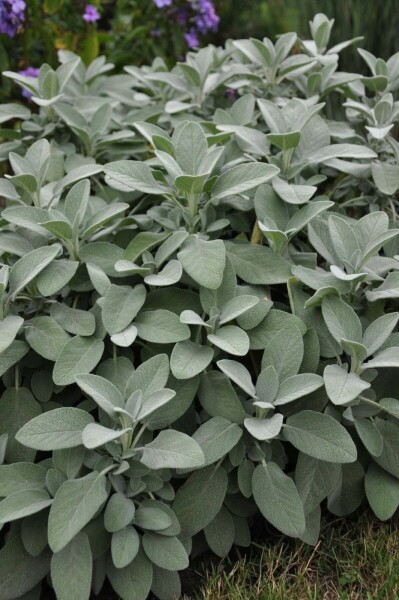 Echte salie Salvia officinalis 'Berggarten' 5-10 Pot P9