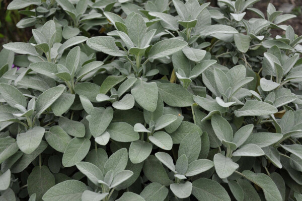 Echte salie Salvia officinalis 'Berggarten' 5-10 Pot P9