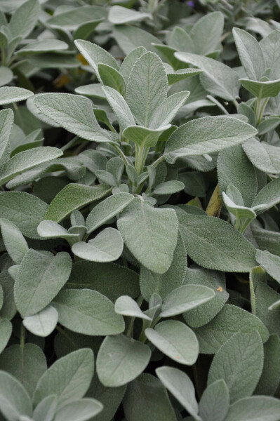Echte salie Salvia officinalis 'Berggarten' 5-10 Pot P9