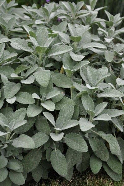 Echte salie Salvia officinalis 'Berggarten' 5-10 Pot P9
