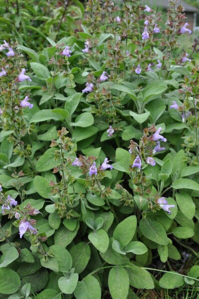 Echte salie Salvia officinalis 'Berggarten' 5-10 Pot P9