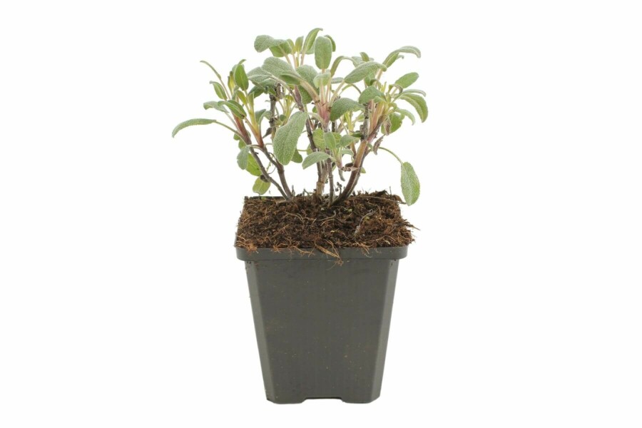 Purperkleurige salie Salvia officinalis 'Purpurascens' 5-10 Pot P9 Salvia officinalis 'Purpurascens'