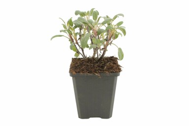 Purperkleurige salie Salvia officinalis 'Purpurascens' 5-10 Pot P9 Salvia officinalis 'Purpurascens'