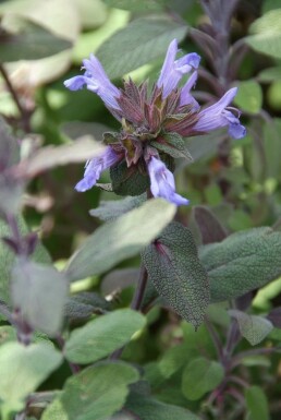 Purperkleurige salie Salvia officinalis 'Purpurascens' 5-10 Pot P9