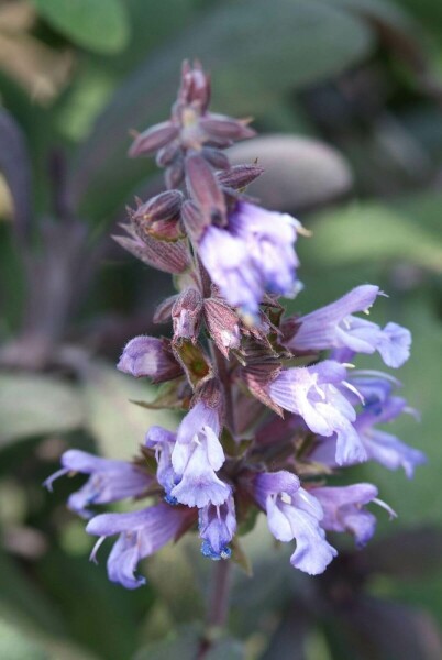 Purperkleurige salie Salvia officinalis 'Purpurascens' 5-10 Pot P9