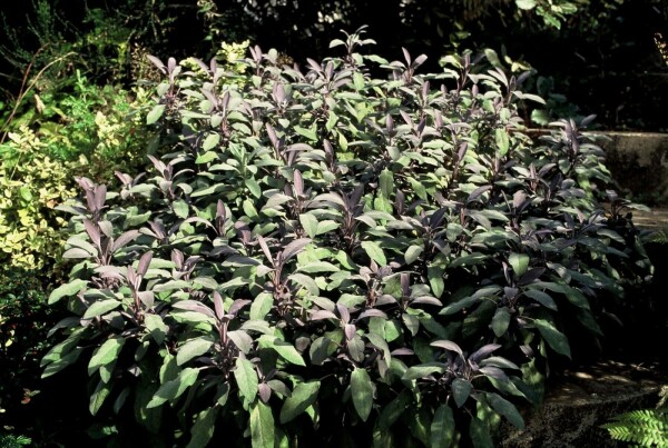 Purperkleurige salie Salvia officinalis 'Purpurascens' 5-10 Pot P9
