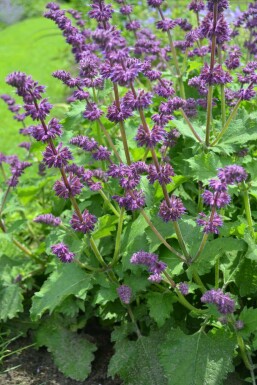 Kranssalie Salvia verticillata 'Purple Rain' 5-10 Pot P9 Salvia verticillata 'Purple Rain'