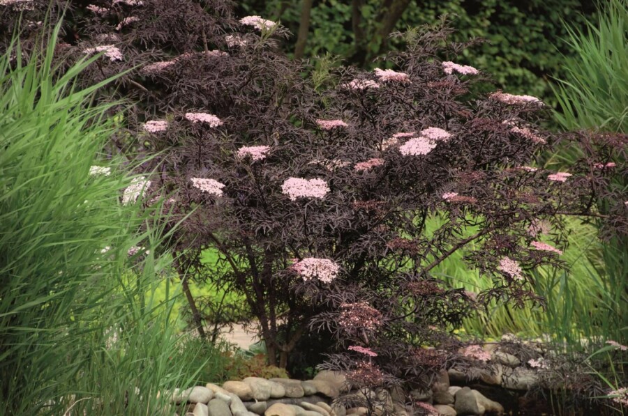 Zwarte vlier Sambucus nigra 'Black Lace' Struik 30-40 Pot C10 Sambucus nigra 'Black Lace' struik 30-40 cm