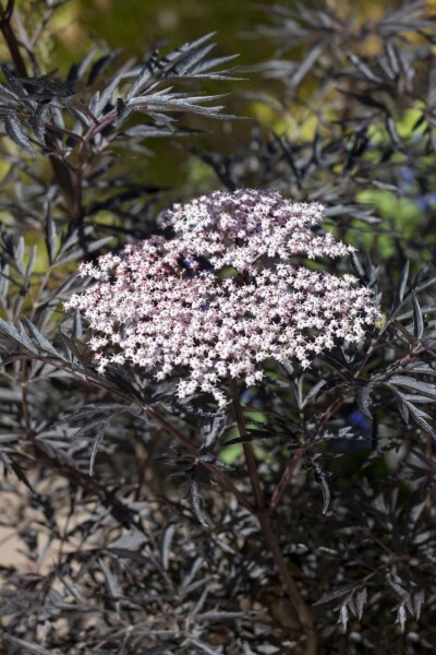 Zwarte vlier Sambucus nigra 'Black Lace' Struik 60-80 Pot C12 Sambucus nigra 'Black Lace' struik 60-80 cm