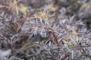 Zwarte vlier Sambucus nigra 'Black Lace' Struik 60-80 Pot C12 Sambucus nigra 'Black Lace' struik 60-80 cm