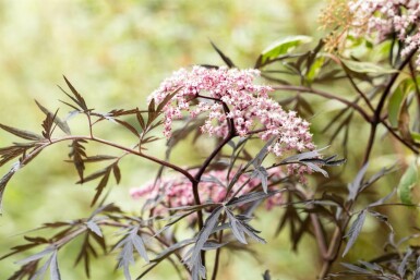 Zwarte vlier Sambucus nigra 'Black Lace' Struik 30-40 Pot C3 Sambucus nigra 'Black Lace' struik 30-40 cm