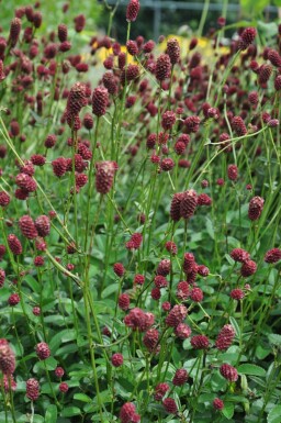 Pimpernel Sanguisorba officinalis 'Tanna' 5-10 Pot C2 Sanguisorba officinalis 'Tanna'