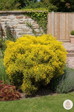 Geen afbeelding beschikbaar