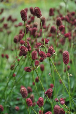 Pimpernel Sanguisorba officinalis 'Tanna' 5-10 Pot P9 Sanguisorba officinalis 'Tanna'