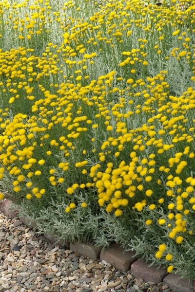 Heiligenbloem Santolina chamaecyparissus 10-15 Pot C2 Santolina chamaecyparissus