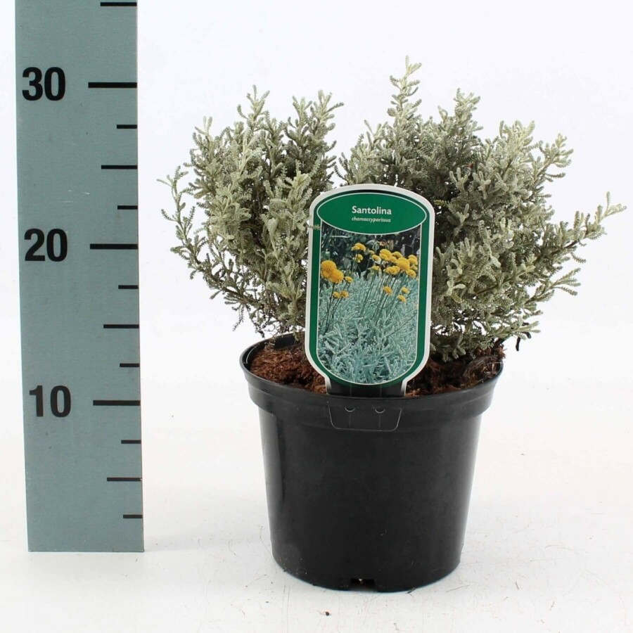 Heiligenbloem Santolina chamaecyparissus 10-15 Pot C2 Santolina chamaecyparissus