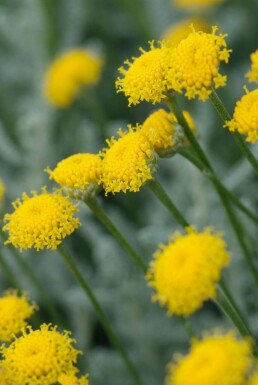 Heiligenbloem Santolina chamaecyparissus 10-15 Pot C2 Santolina chamaecyparissus