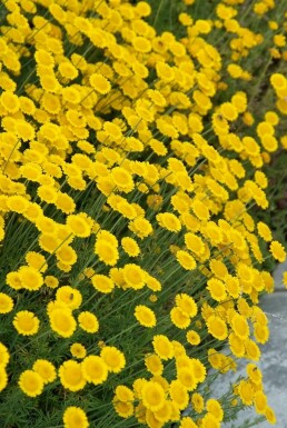 Heiligenbloem Santolina chamaecyparissus 10-15 Pot C2 Santolina chamaecyparissus