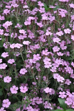 Zeepkruid Saponaria ocymoides 5-10 Pot P9 Saponaria ocymoides