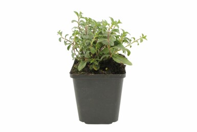 Zeepkruid Saponaria ocymoides 5-10 Pot P9