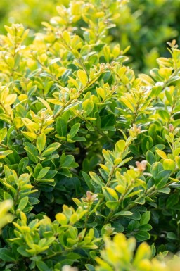 Ilex crenata 'Golden Gem' C7,5 40-50