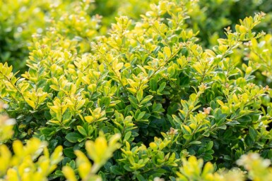 Ilex crenata 'Golden Gem' C7,5 40-50