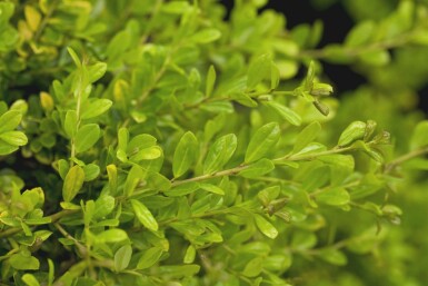 Ilex crenata 'Golden Gem' C7,5 40-50