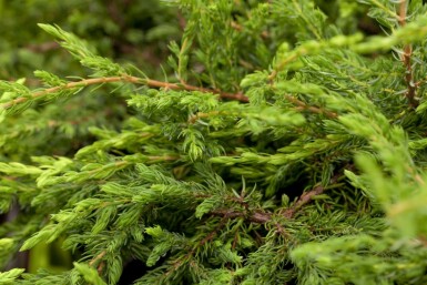 Juniperus communis 'Repanda' C2 20-25