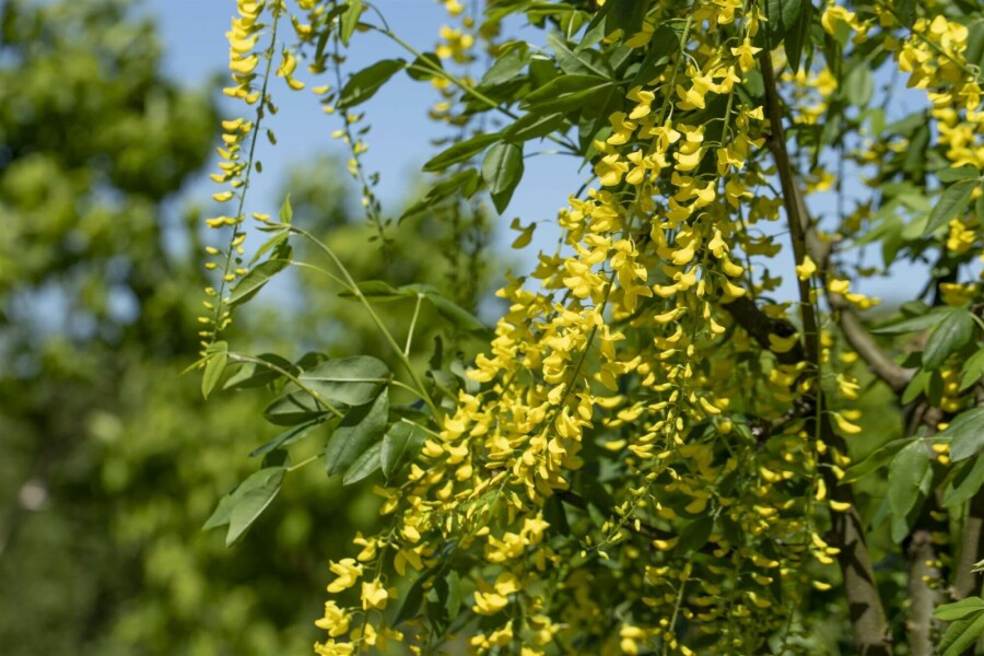Gouden regen Laburnum watereri 'Vossii' struik 60-80 C10 Laburnum watereri 'Vossii' struik 60-80 cm