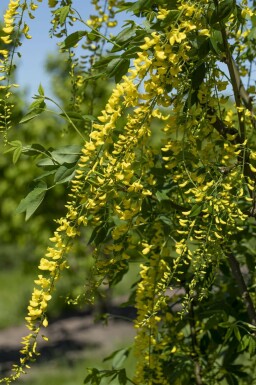 Gouden regen Laburnum watereri 'Vossii' struik 60-80 C10 Laburnum watereri 'Vossii' struik 60-80 cm