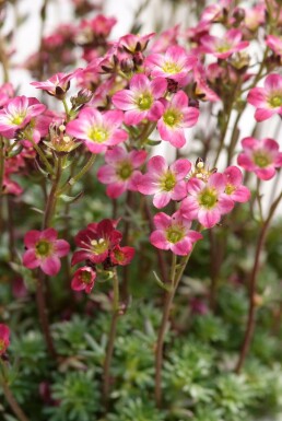 Mossteenbreek Saxifraga 'Peter Pan' 5-10 Pot P9