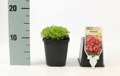 Saxifraga (A) 'Blütenteppich'