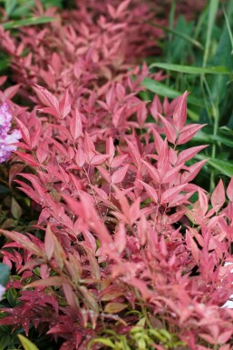 Nandina domestica 'Obsessed' C5 30-40