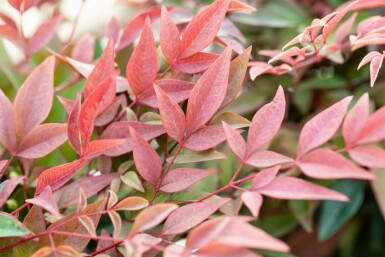 Nandina domestica 'Obsessed' C5 30-40