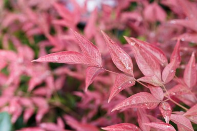 Nandina domestica 'Obsessed' C5 30-40