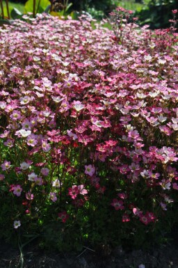 Steenbreek Saxifraga (A) 'Purpurteppich' 5-10 Pot P9