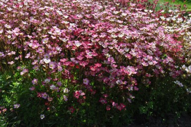Saxifraga (A) 'Purpurteppich'