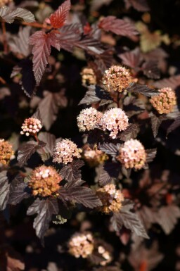Physocarpus opulifolius 'Lady in Red' C2 30-40
