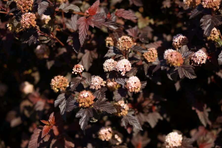 Blaasspirea Physocarpus opulifolius 'Lady in Red' struik 30-40 C2 Physocarpus opulifolius 'Lady in Red' struik 30-40 cm