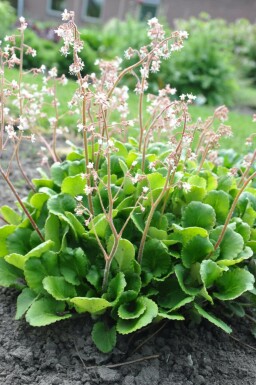 Schildersverdriet Saxifraga urbium 5-10 Pot P9